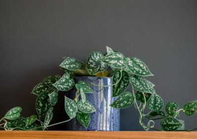 Project 11 : Lorem Ipsum Dummy Text